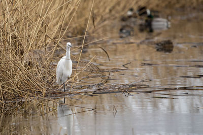 Bird perching on a lake