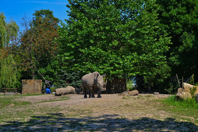 View of elephant on field