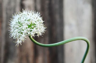 Close-up of white flowering plant