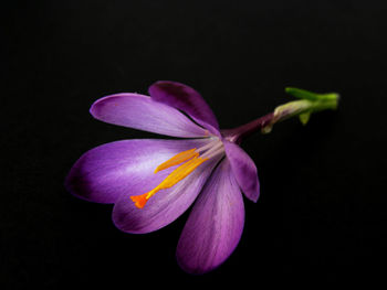 Close-up of day lily blooming against black background