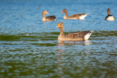 Ducks swimming in lake