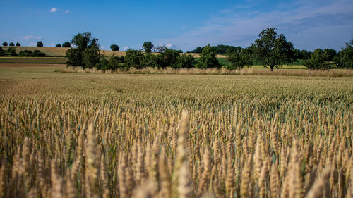 Scenic view of golden weath field against blue sky