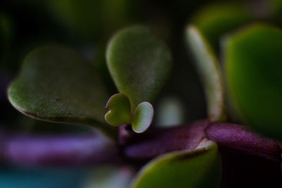 Close-up of succulent plant