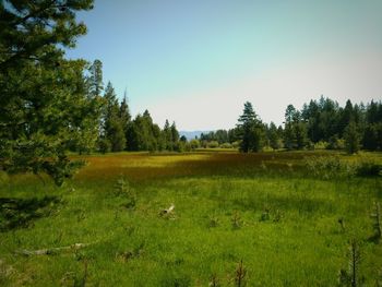 Scenic view of grassy field against blue sky