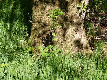 Plants growing on field