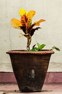 Close-up of plant growing on wall
