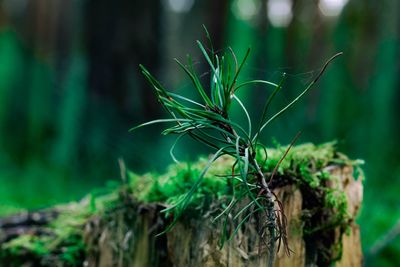   afterlife. close-up of plant growing in forest