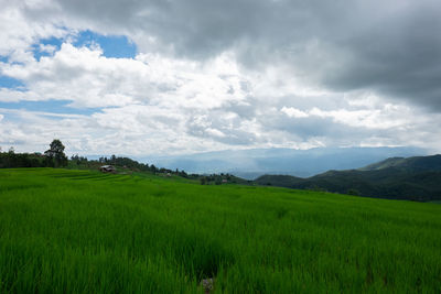 Scenic view of agricultural field against sky