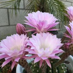 Close-up of pink flower