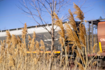 Close-up of dry plants on field against sky