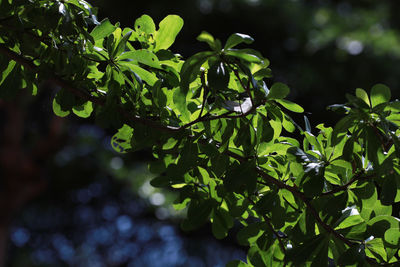 Close-up of fresh green leaves on tree