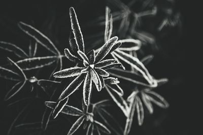 Close-up of christmas plant