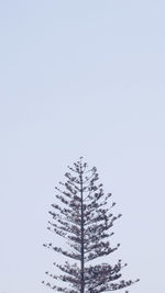 Low angle view of tree during winter against clear sky