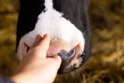 Close-up of a dog