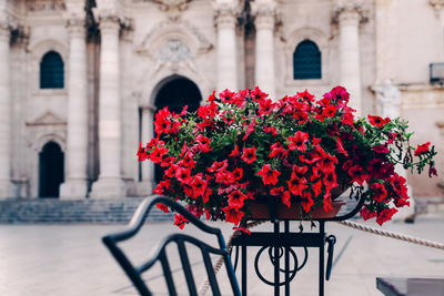 Red flowering plant against building