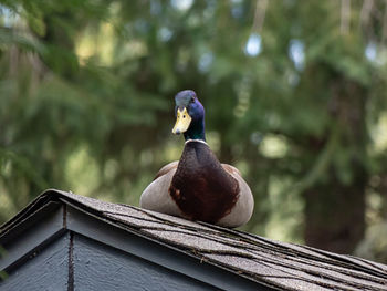 Close-up of bird perching on roof