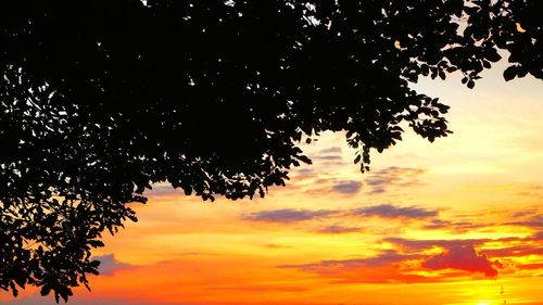 Silhouette of trees at sunset