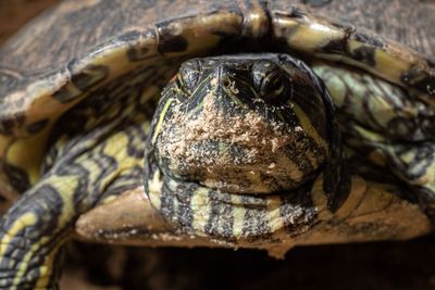 Close-up of turtle