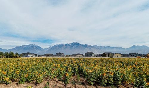 Utah sunflower field