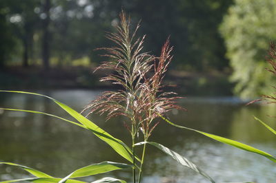 Close-up of stalks on field