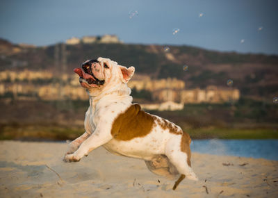 Dog sitting by water against sky