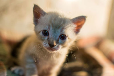 Close-up portrait of a cat