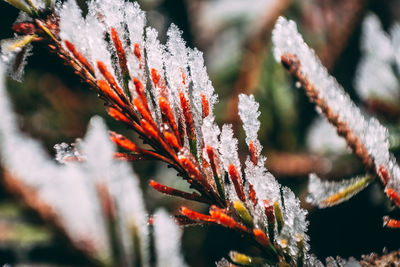 Close-up of frozen red leaves on plant during winter