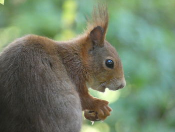 Close-up of squirrel