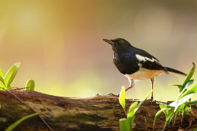 Close-up of bird perching on wood