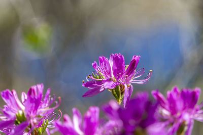 Close-up of pink flowering plant