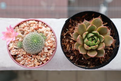 High angle view of succulent plant on table