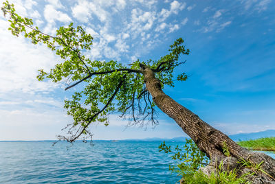 Tree by sea against blue sky