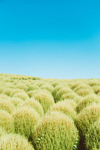 Scenic view of field against clear blue sky