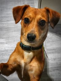 Close-up portrait of dog