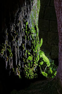 Close-up of moss growing on tree trunk