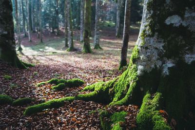 Trees in forest