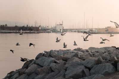 View of seagulls on sea shore against clear sky