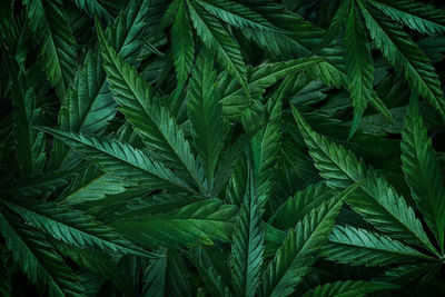 Natural background close-up of a green leaf of marijuana, cannabis