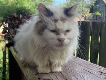 Close-up portrait of white cat