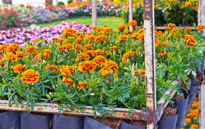 Close-up of flowers in pot for sale