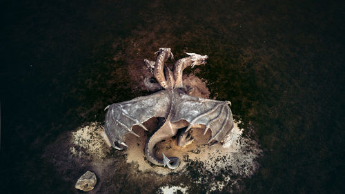 High angle view of animal skull on land