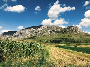 Scenic view of agricultural field against sky