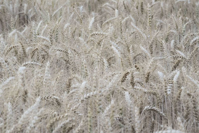 Full frame shot of wheat field