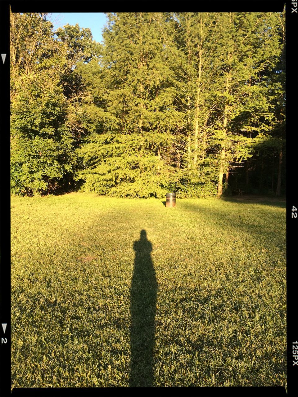 transfer print, auto post production filter, tree, lifestyles, leisure activity, men, grass, field, shadow, growth, tranquility, sunlight, nature, person, unrecognizable person, landscape, standing