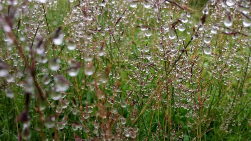 Close-up of wet grass