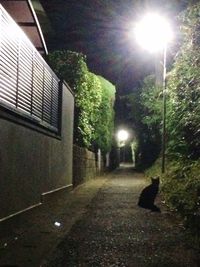 Illuminated street lights at night