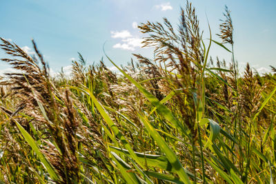 Close-up of stalks in field against sky