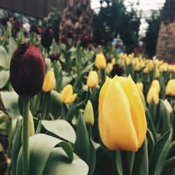 Close-up of yellow flowers
