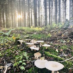 Mushrooms growing on tree trunk in forest