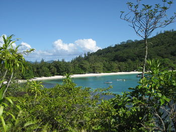 Scenic view of sea and trees against sky